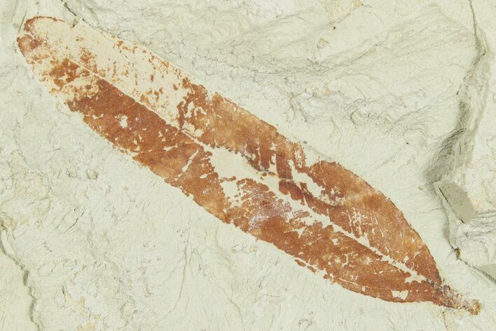 Miocene Fossil Leaf - Augsburg, Germany #254166
